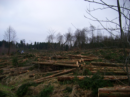 Sturmsch�den durch den Orkan Kyrill im Oberland in 2007