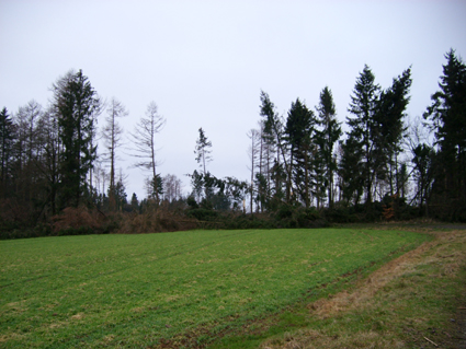 Sturmsch�den durch den Orkan Kyrill im Oberland in 2007
