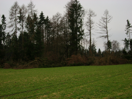 Sturmsch�den durch den Orkan Kyrill im Oberland in 2007