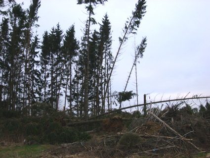 Sturmsch�den durch den Orkan Kyrill im Oberland in 2007