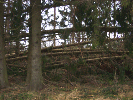 Sturmsch�den durch den Orkan Kyrill im Oberland in 2007