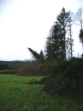 Sturmsch�den durch den Orkan Kyrill im Oberland in 2007
