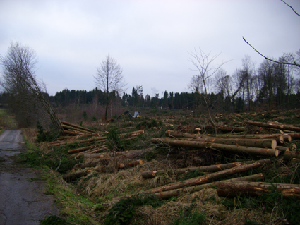 Sturmsch�den durch den Orkan Kyrill im Oberland in 2007